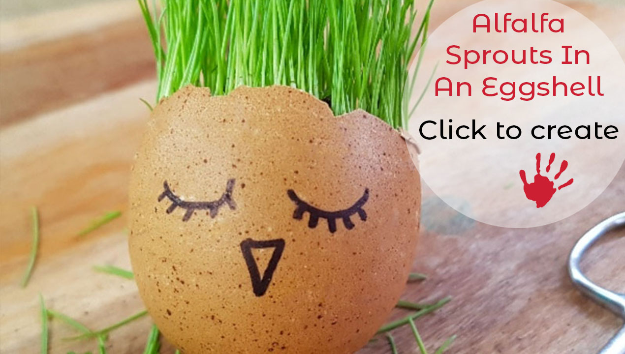 ALFALFA SPROUTS IN AN EGGSHELL